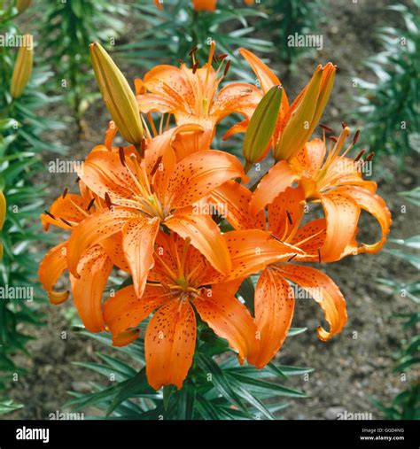 enchantment asiatic lily