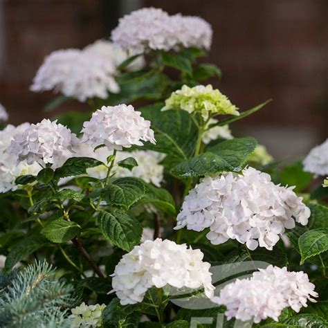 endless summer blushing bride hydrangea