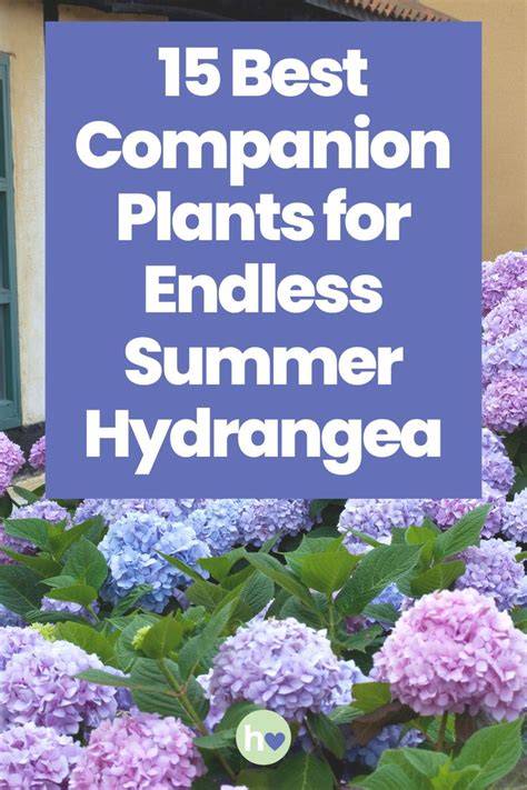 endless summer hydrangea companion plants