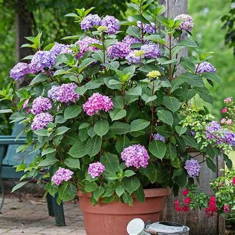 endless summer hydrangea in pots