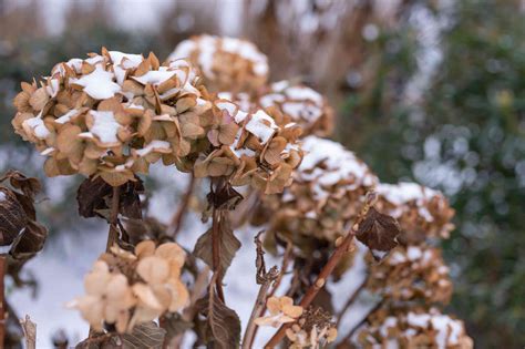 endless summer hydrangea winter