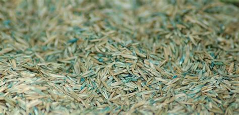 endophyte enhanced grasses