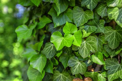 english ivy companion plants