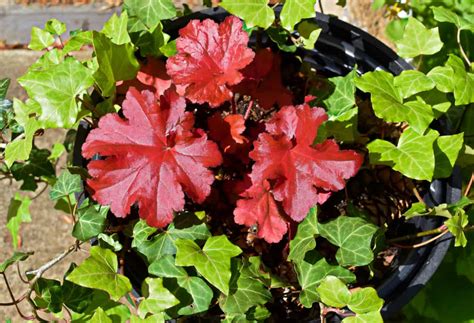 Creating Beautiful Combinations: English Ivy Companion Plants