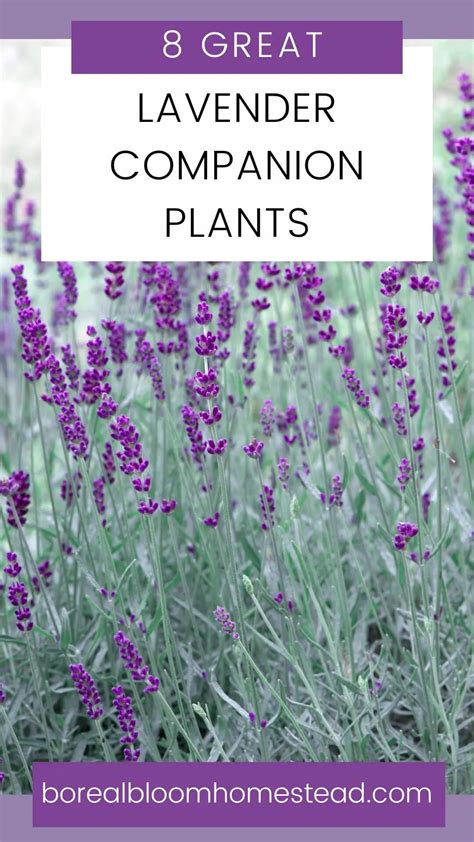 english lavender companion plants