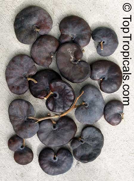 enterolobium ear tree info