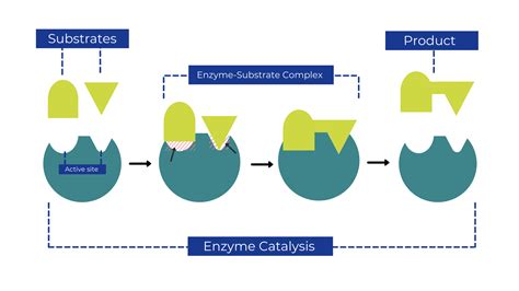 Enzyme catalysis image