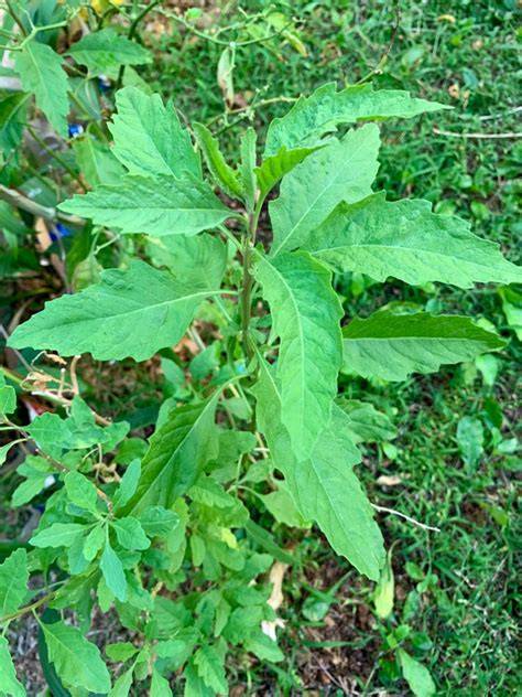 epazote herb growing