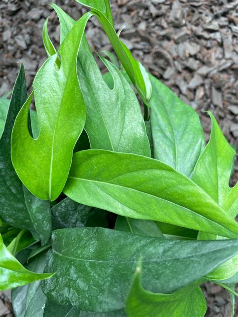 epipremnum baltic blue