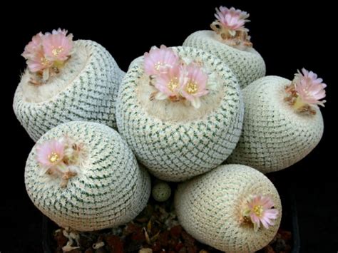 epithelantha bokei