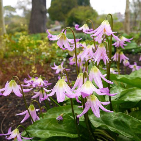 erythronium