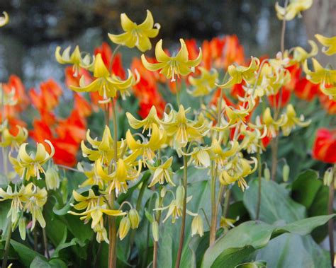 erythronium pagoda