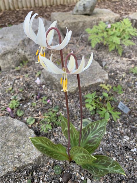 erythronium revolutum
