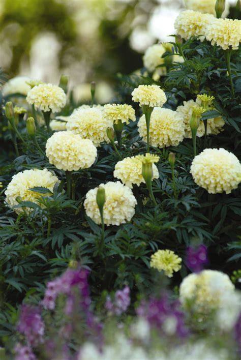 eskimo marigold