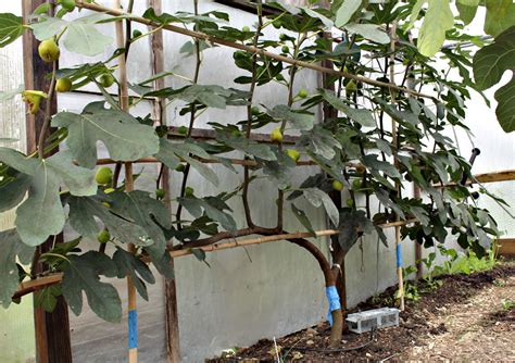 espalier fig tree