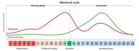 Hormon Estrogen dan Progesteron