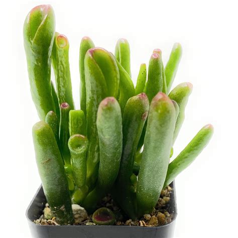 et finger succulent