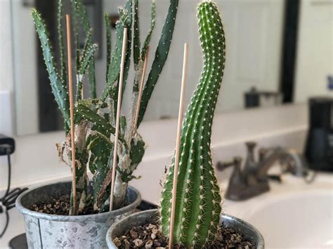 etiolation cactus