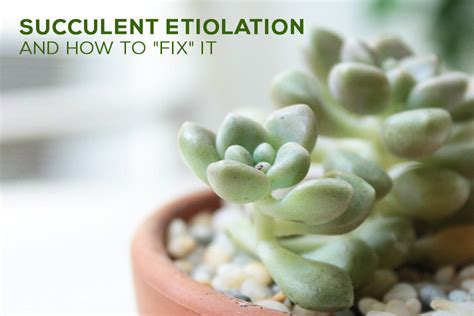 etiolation succulent