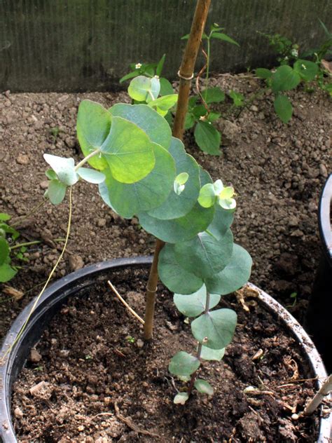 eucalyptus cold hardy