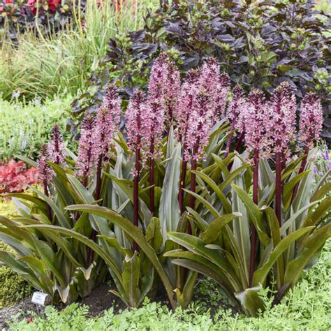 eucomis