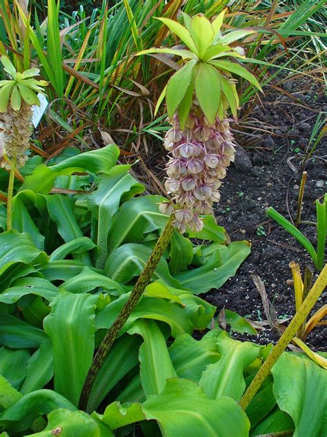 eucomis bicolor