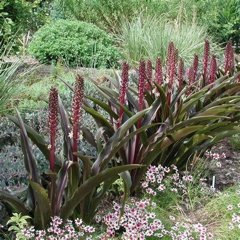 eucomis comosa