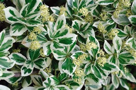 euonymus emerald gaiety companion plants