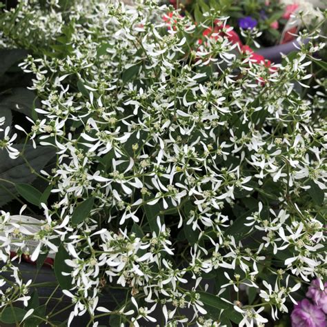 euphorbia diamond frost companion plants