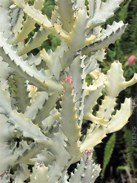 euphorbia ghost cactus