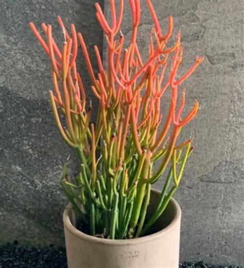 euphorbia sticks on fire