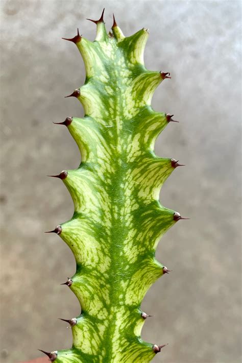 euphorbia trigona variegata