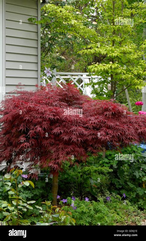 ever red japanese maple