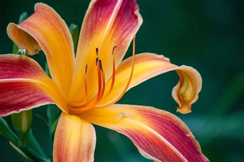 everblooming daylilies