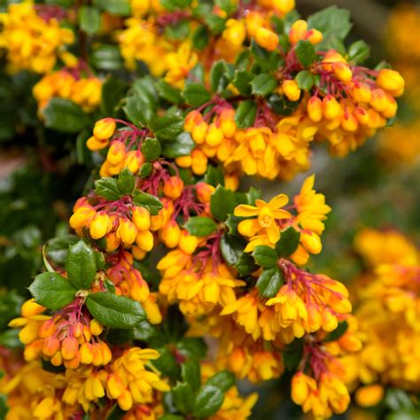 evergreen bushes with flowers