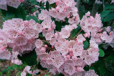 evergreen bushes with flowers