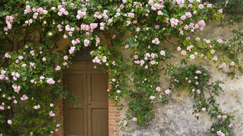 evergreen climbing plants for north facing wall