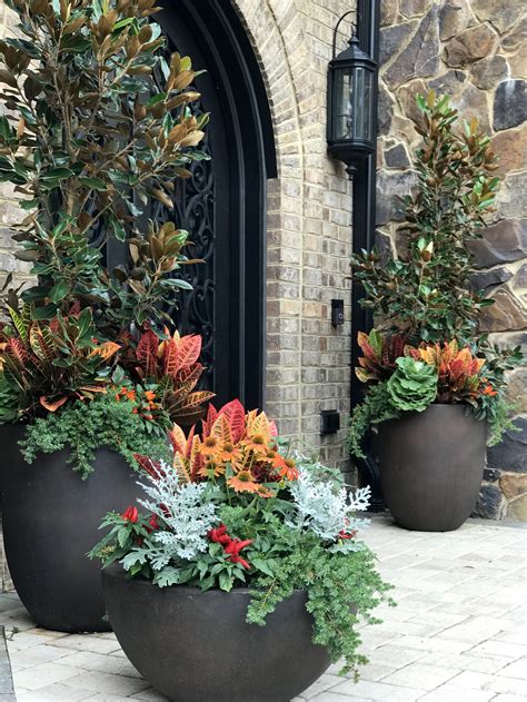 evergreen container plants