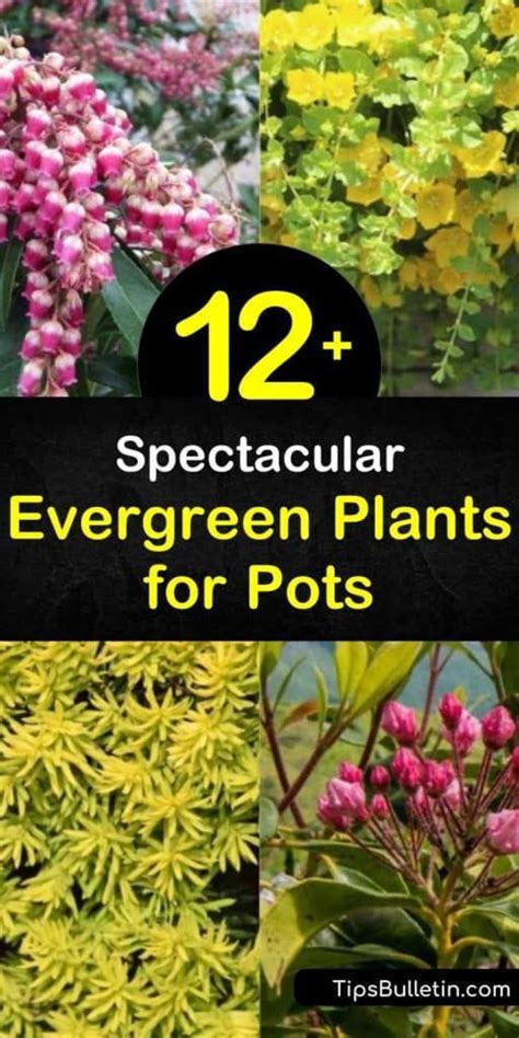 evergreen container plants for shade