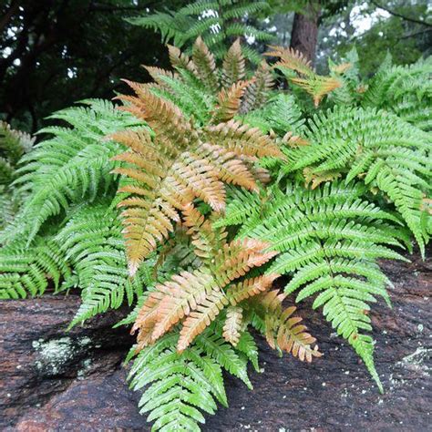 evergreen ferns