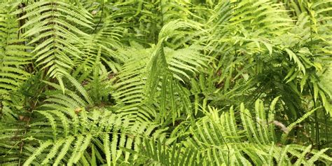 evergreen ferns zone 7