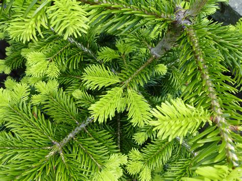 evergreen foliage