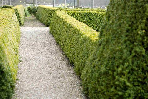 evergreen hedges