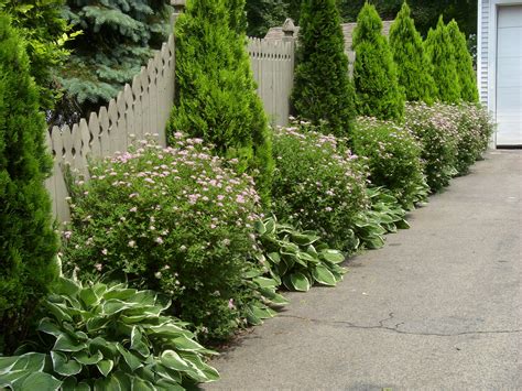 evergreen perennials for borders