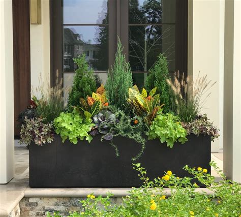 evergreen planter ideas