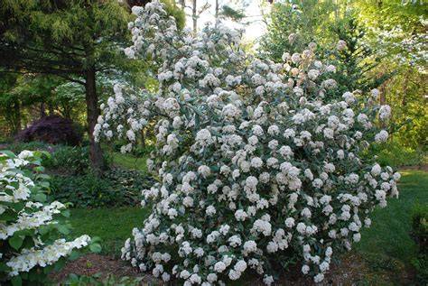 evergreen viburnum
