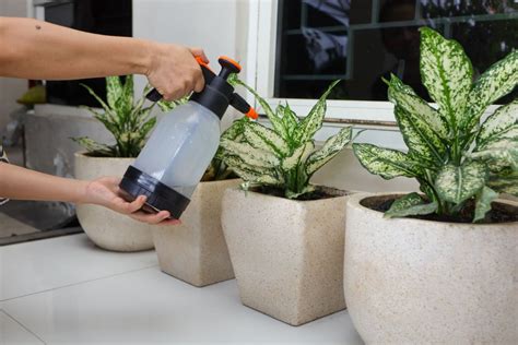 evergreen watering