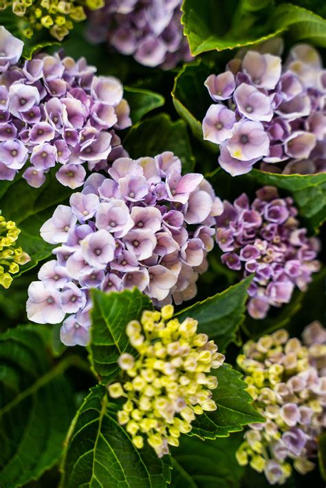 everlasting hydrangea