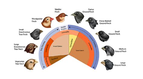 Evolusi Burung
