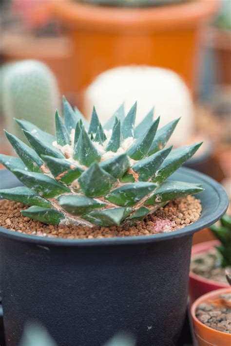 expensive cactus